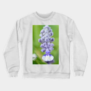 Salvia farinacea  &#39;Fairy Queen&#39;  Sage Crewneck Sweatshirt